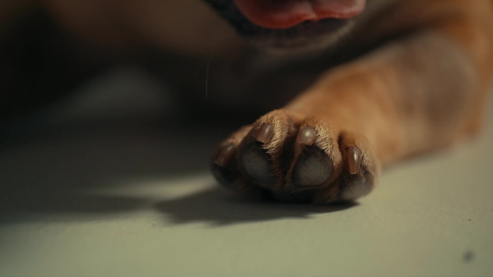 Formation ACACED - 100% en ligne