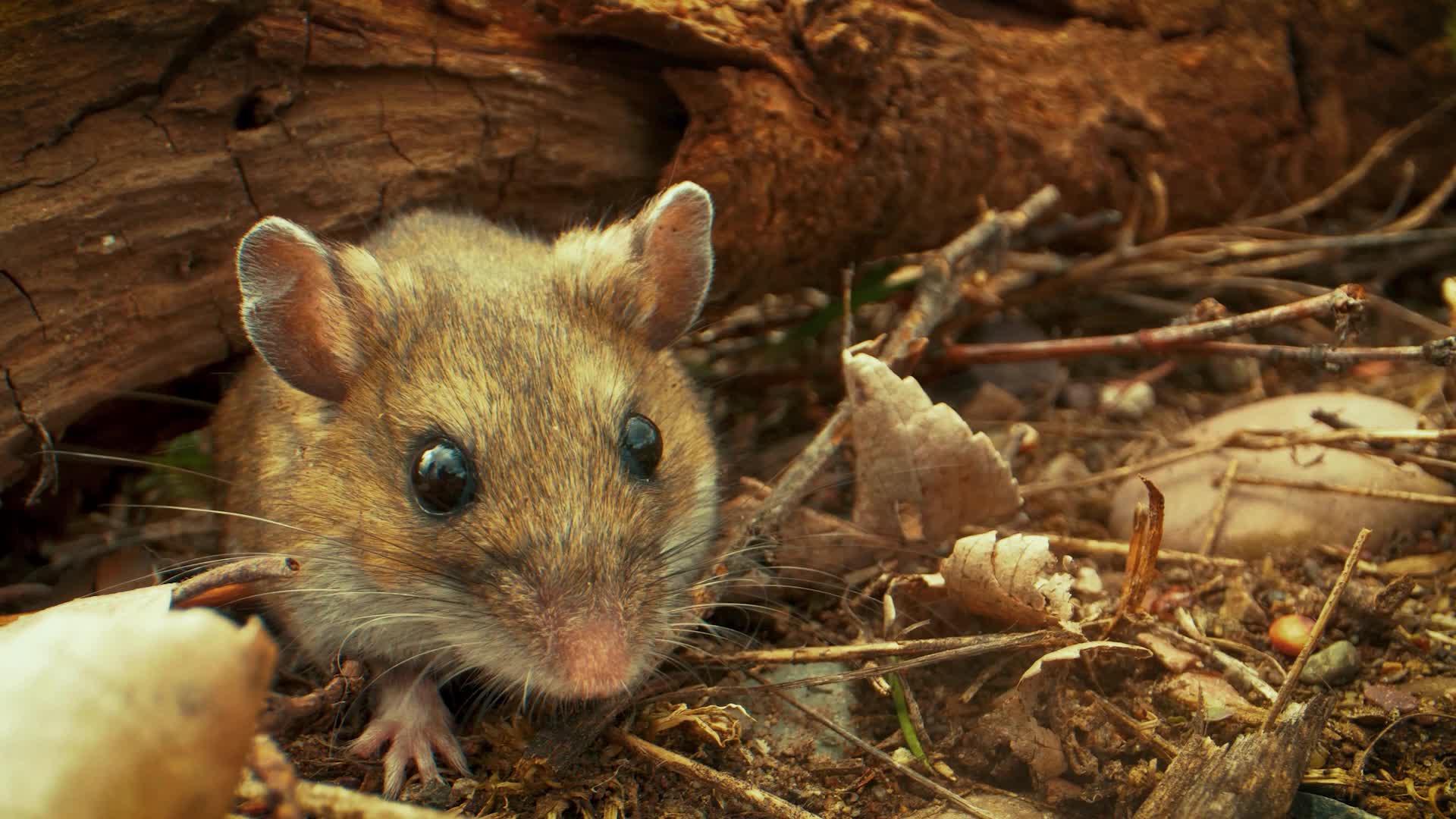 Formation Certibiocide Nuisibles