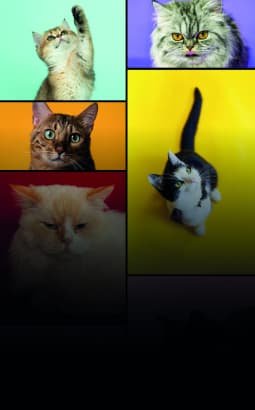 ACACED Chat - acaced_chat